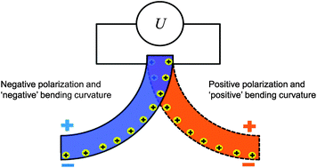 Graphical abstract: Electroactuation with single charge carrier ionomers: the roles of electrostatic pressure and steric strain