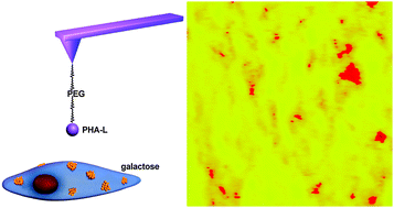 Graphical abstract: Detection of carbohydrates on the surface of cancer and normal cells by topography and recognition imaging