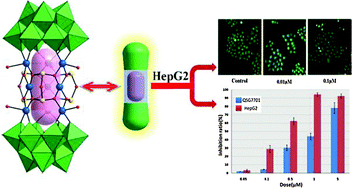 Graphical abstract: Nona-copper(ii)-containing 18-tungsto-8-arsenate(iii) exhibits antitumor activity