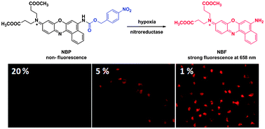 Graphical abstract: A highly sensitive long-wavelength fluorescence probe for nitroreductase and hypoxia: selective detection and quantification