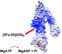 Graphical abstract: A structural model for glutathione-complexed iron–sulfur cluster as a substrate for ABCB7-type transporters