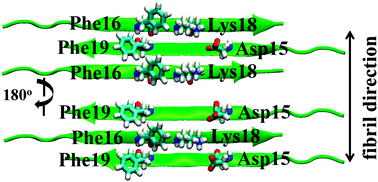 Graphical abstract: Role of aromatic residues in amyloid fibril formation of human calcitonin by solid-state 13C NMR and molecular dynamics simulation