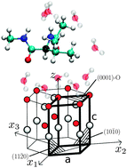 Graphical abstract: Amino acids and proteins at ZnO–water interfaces in molecular dynamics simulations