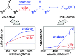Graphical abstract: Spectroscopic properties of electrochemically populated electronic states in nanostructured TiO2 films: anatase versus rutile
