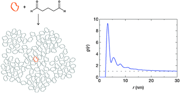 Graphical abstract: Structure and kinetics of chemically cross-linked protein gels from small-angle X-ray scattering