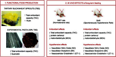 Graphical abstract: A new “functional” pasta containing tartary buckwheat sprouts as an ingredient improves the oxidative status and normalizes some blood pressure parameters in spontaneously hypertensive rats