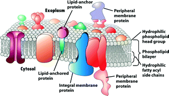Graphical abstract: Emerging microfluidic devices for cell lysis: a review