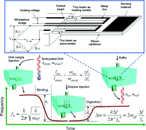 Graphical abstract: Real-time enzyme-digesting identification of double-strand DNA in a resonance-cantilever embedded micro-chamber