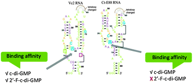 Graphical abstract: Selective binding of 2′-F-c-di-GMP to Ct-E88 and Cb-E43, new class I riboswitches from Clostridium tetani and Clostridium botulinum respectively