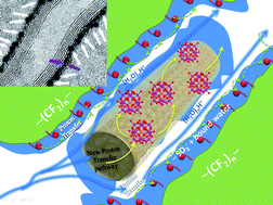Graphical abstract: Superacid-doped polybenzimidazole-decorated carbon nanotubes: a novel high-performance proton exchange nanocomposite membrane