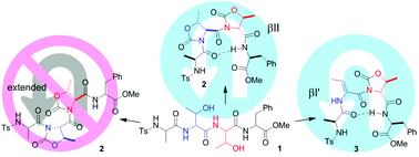Graphical abstract: In-peptide synthesis of di-oxazolidinone and dehydroamino acid–oxazolidinone motifs as β-turn inducers