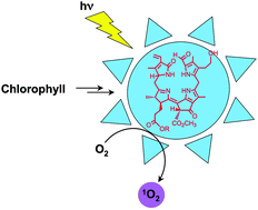 Graphical abstract: Photochemical studies of a fluorescent chlorophyll catabolite – source of bright blue fluorescence in plant tissue and efficient sensitizer of singlet oxygen