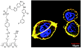 Graphical abstract: Synthesis of a new conjugated polymer for cell membrane imaging by using an intracellular targeting strategy