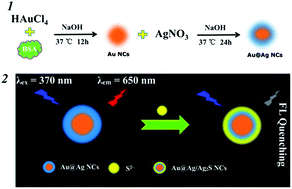 Graphical abstract: Label-free detection of sulfide ions based on fluorescence quenching of unmodified core–shell Au@Ag nanoclusters
