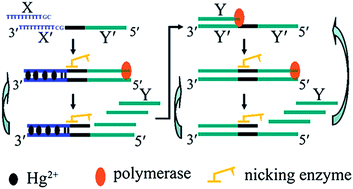 Graphical abstract: Real-time fluorescence detection of Hg2+ ions with high sensitivity by exponentially isothermal oligonucleotide amplification
