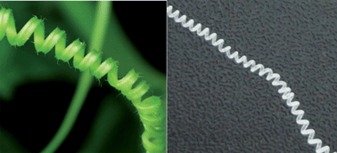 Graphical abstract: Preparation of helical fibers from cellulose–cuprammonium solution based on liquid rope coiling