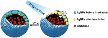 Graphical abstract: Photoinduced drug release from complexes of liposome and fluorescent silver nanoparticles