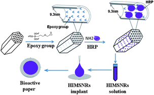 Graphical abstract: Enhancing enzymatic stability of bioactive papers by implanting enzyme-immobilized mesoporous silica nanorods into paper