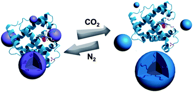 Graphical abstract: Hybrid nanoparticles with CO2-responsive shells and fluorescence-labelled magnetic cores
