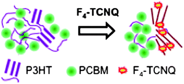 Graphical abstract: The effect of 2,3,5,6-tetrafluoro-7,7,8,8-tetracyanoquinodimethane charge transfer dopants on the conformation and aggregation of poly(3-hexylthiophene)