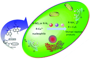 Graphical abstract: Fluorescence chemosensors for hydrogen sulfide detection in biological systems