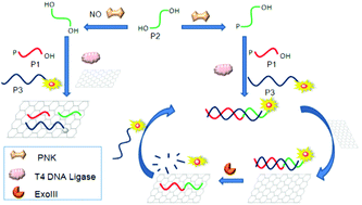 Graphical abstract: An amplified fluorescence detection of T4 polynucleotide kinase activity based on coupled exonuclease III reaction and a graphene oxide platform