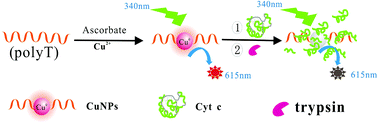 Graphical abstract: A sensitive assay for trypsin using poly(thymine)-templated copper nanoparticles as fluorescent probes