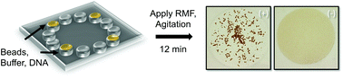 Graphical abstract: Investigation of the DNA target design parameters for effective hybridization-induced aggregation of particles for the sequence-specific detection of DNA