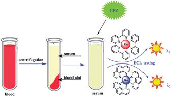 Graphical abstract: Electrochemiluminescence detection of chlorpromazine hydrochloride at bare and graphene oxide modified glassy carbon electrodes