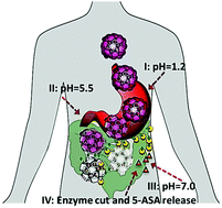 Graphical abstract: Programmable drug release using bioresponsive mesoporous silica nanoparticles for site-specific oral drug delivery