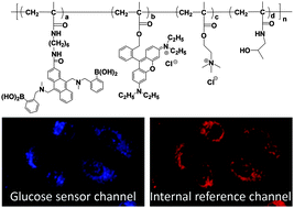 Graphical abstract: A polymer-based ratiometric intracellular glucose sensor
