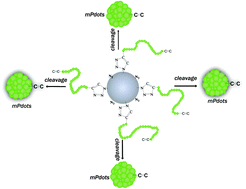 Graphical abstract: Semiconducting polymer dots with monofunctional groups