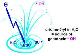 Graphical abstract: An ESR and DFT study of hydration of the 2′-deoxyuridine-5-yl radical: a possible hydroxyl radical intermediate
