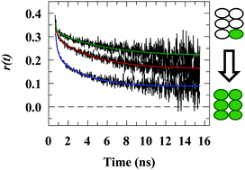 Graphical abstract: Exploring homo-FRET to quantify the oligomer stoichiometry of membrane-bound proteins involved in a cooperative partition equilibrium