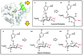 Graphical abstract: A QM/MM MD study of the pH-dependent ring-opening catalysis and lid motif flexibility in glucosamine 6-phosphate deaminase