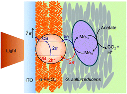 Graphical abstract: Light-driven microbial dissimilatory electron transfer to hematite