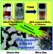 Graphical abstract: DNA-encapsulated chain and wire-like β-MnO2 organosol for oxidative polymerization of pyrrole to polypyrrole