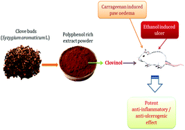Graphical abstract: Safety and anti-ulcerogenic activity of a novel polyphenol-rich extract of clove buds (Syzygium aromaticum L)