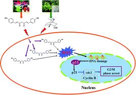 Graphical abstract: Natural borneol enhances bisdemethoxycurcumin-induced cell cycle arrest in the G2/M phase through up-regulation of intracellular ROS in HepG2 cells