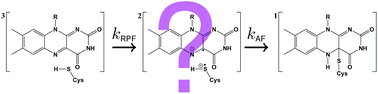 Graphical abstract: A search for radical intermediates in the photocycle of LOV domains