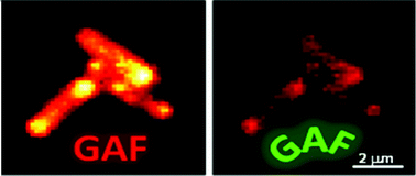 Graphical abstract: Photochromic conversion in a red/green cyanobacteriochrome from Synechocystis PCC6803: quantum yields in solution and photoswitching dynamics in living E. coli cells