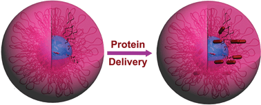 Graphical abstract: Reverse micelles based on β-cyclodextrin-incorporated amphiphilic polyurethane copolymers for protein delivery