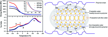 Graphical abstract: Thermomechanical relaxation and different water states in cottonseed protein derived bioplastics