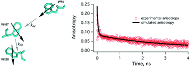 Graphical abstract: Molecular dynamics simulation of energy migration between tryptophan residues in apoflavodoxin