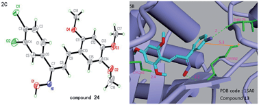 Graphical abstract: Synthesis, biological evaluation, and molecular docking studies of novel chalcone oxime derivatives as potential tubulin polymerization inhibitors