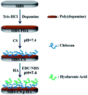 Graphical abstract: Enhanced biocompatibility of biostable poly(styrene-b-isobutylene-b-styrene) elastomer via poly(dopamine)-assisted chitosan/hyaluronic acid immobilization