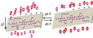Graphical abstract: Modified chitosan-based, pH-responsive membrane for protein separation