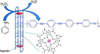 Graphical abstract: Synthesis of polyaniline via DNAzyme-catalyzed polymerization of aniline