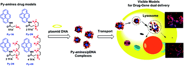 Graphical abstract: Assembly of plasmid DNA with pyrene-amines cationic amphiphiles into nanoparticles and their visible lysosome localization
