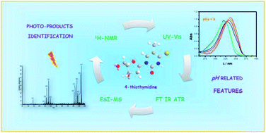 Graphical abstract: pH-related features and photostability of 4-thiothymidine in aqueous solution: an investigation by UV-visible, NMR and FTIR-ATR spectroscopies and by electrospray ionization mass spectrometry